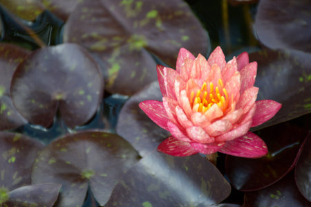 pink waterlily flower on fish pondの写真素材