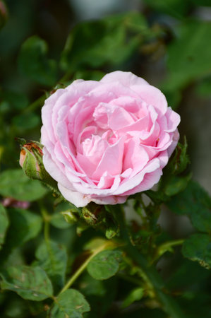 pink damask rose flower in nature gardenの写真素材