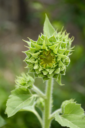 bud sunflower in nature gardenの写真素材