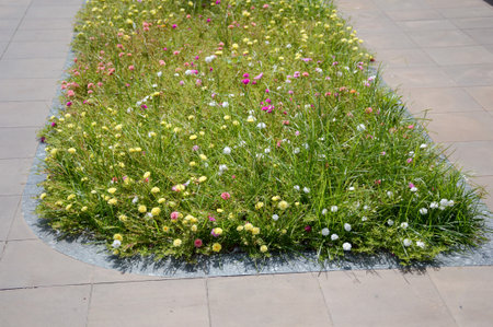 Portulaca oleracea flower in nature garden