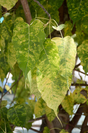 green ficus religiosa leaves in nature garden