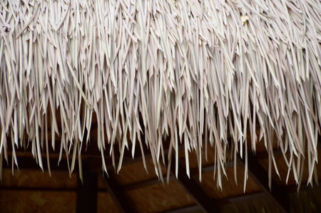 dry Nypa fruticans leaves roofの写真素材