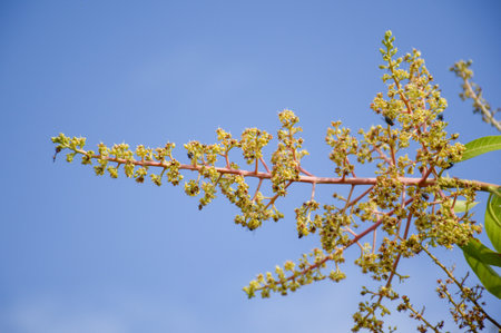 mango flower in gardenの写真素材