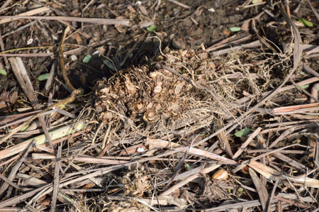 dry lemongrass roots in on the groundの写真素材