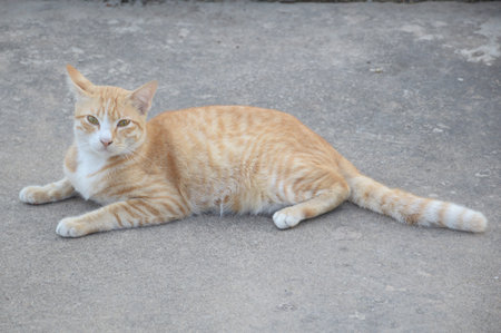 Yellow catの写真素材