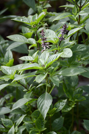 fresh green Ocimum basilicum tree in nature gardenの写真素材
