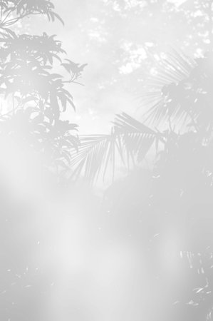 art shadow tree and smoke backgroundの写真素材