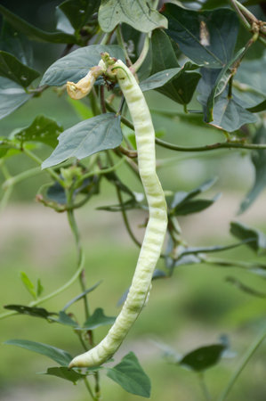 fresh Yard long Bean plants in nature garden