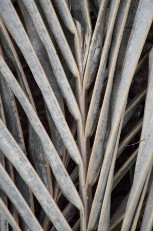 dry coconut leavesの写真素材