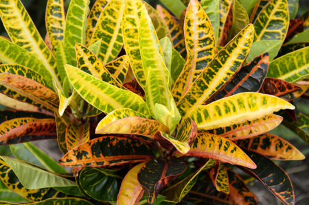 croton tree in nature garden