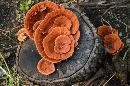 close up mushroom in nature gardenの写真素材