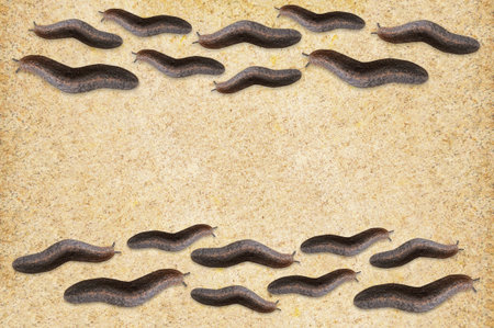 slug on wood floorの写真素材