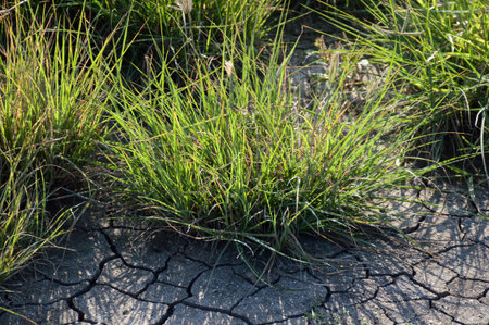 fresh green grass on the ground