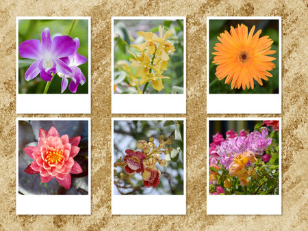 photo beautiful flower on grunge brown backgroundの写真素材