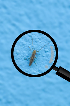 close up bug on search magnifying glass