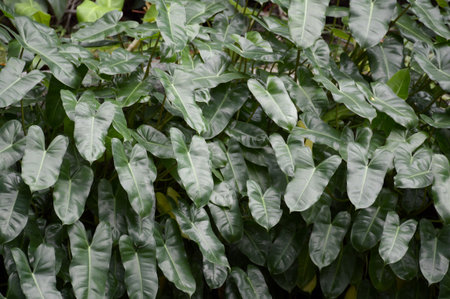 fresh green Philodendron leaves in gardenの写真素材