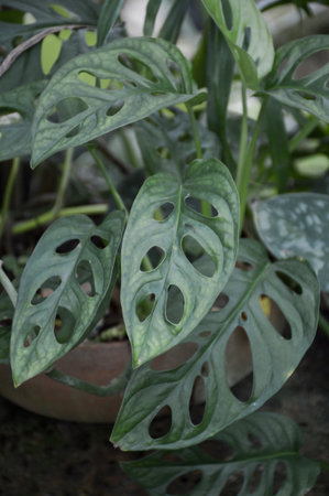 monstera obliqua plants in nature gardenの写真素材
