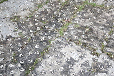 old cement floor textureの写真素材