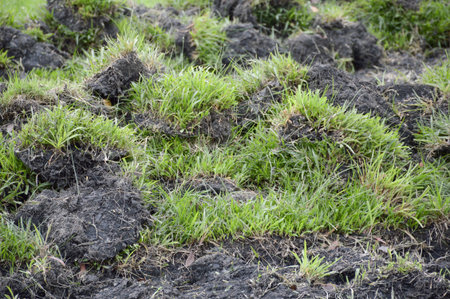 green grass on dry soilの写真素材