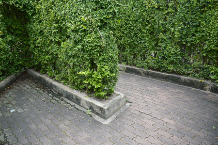 maze garden in the parkの写真素材