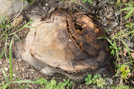 close up dry stump on the ground