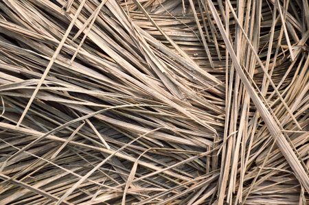 dry lemongrass leaves on the groundの写真素材