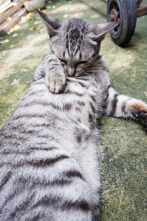 cute tabby cat on cement floorの写真素材