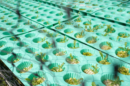 fresh organic plant in hydroponic vegetable fieldの写真素材