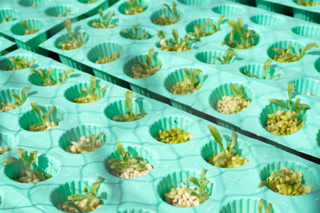 fresh organic plant in hydroponic vegetable fieldの写真素材