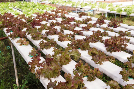 red Lettuce vegetables in the Hydro Pro Nick system