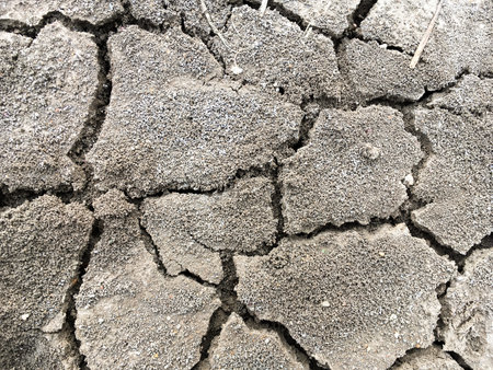 ant way on dry crack soil