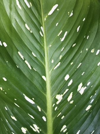 Dieffenbachia leaves textureの写真素材