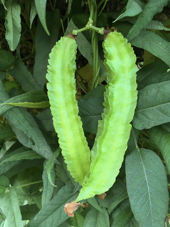 fresh green winged bean plant in nature garden