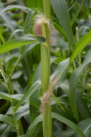 corn tree in country farm Thailand