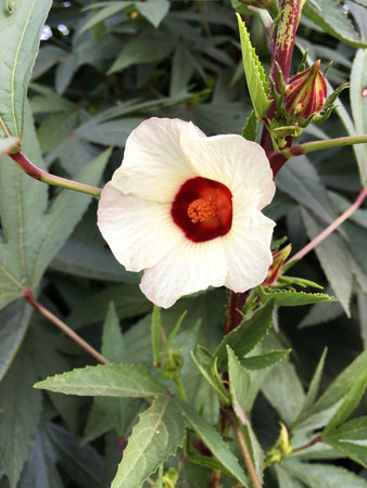 hibiscus sabdariffa in nature gardenの写真素材