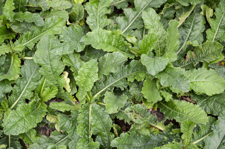 elephantopus scaber plants in nature gardenの写真素材