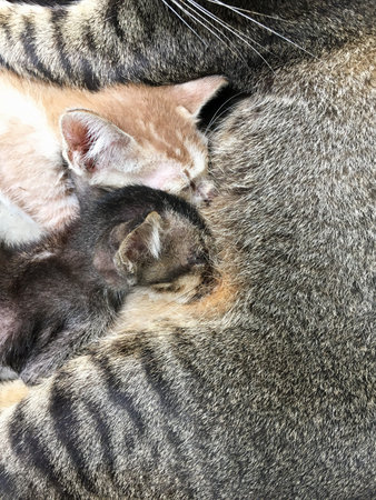 some little cats are drinking from motherの写真素材