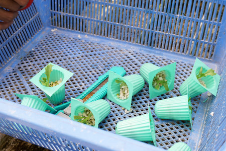 plant tray on plastic basketの写真素材