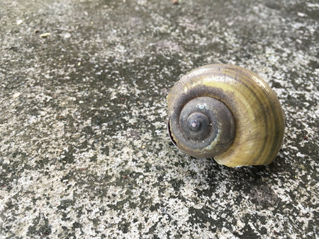 dry channeled applesnail shell on cement floorの写真素材