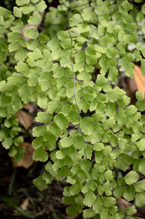 Caryota mitis plant in nature gardenの写真素材