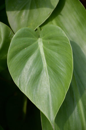 fresh green epipremnum aureum leaves in nature garden