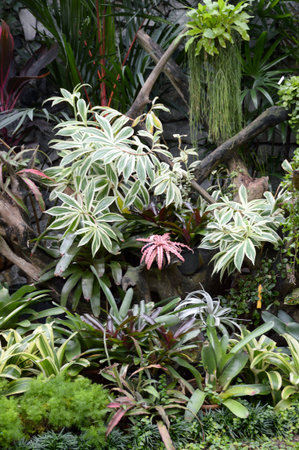 plant garden in Thailand