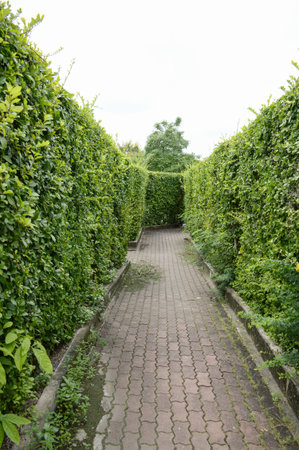 maze garden in the parkのeditorial素材
