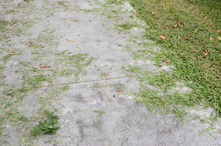 grass leaves on cement floorの写真素材