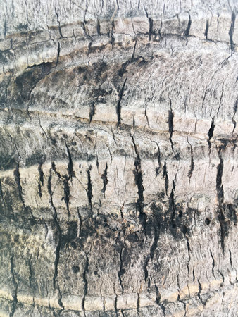 dry coconut bark tree textureの写真素材