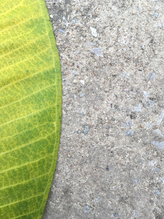 green leaf on cement floorの写真素材