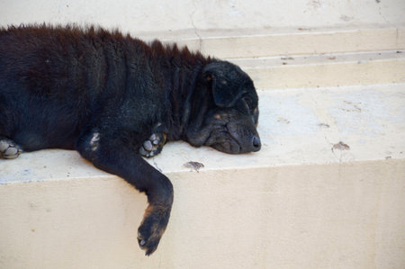 black dog sleep on cement floorの写真素材
