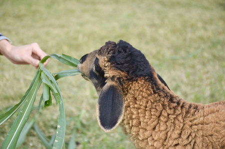 cute sheep in nature gardenの写真素材