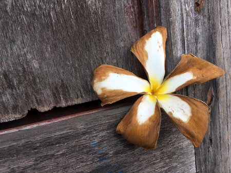 dry plumeria flower on wood wallの写真素材