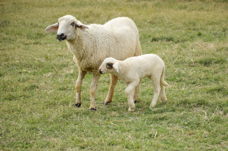 cute sheep in nature gardenの写真素材